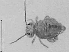 Katianna sp. (Collembola) from Australia
After Greenslade P & Ireson JE, 1986 Fig.2