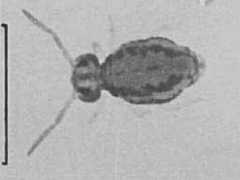 Sminthurinus elegans (Collembola) from Australia
After Greenslade P & Ireson JE, 1986 Fig.2