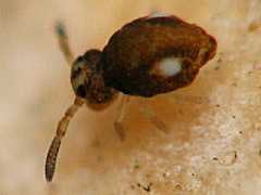 Sminthurinus trinotatus (Collembola) from France
2008.12.07 © Jacquemin, G.
