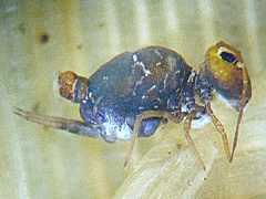 Sminthurinus jonesi (Collembola) from Antarctica
2009.03.20 © Key, R.S.