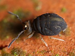 Sminthurinus domesticus (Collembola) from the UK
2008.08.27 © Valentine., B