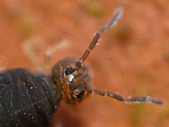 Sminthurinus domesticus (Collembola) from the UK
2008.10.16 © Valentine., B