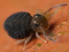 Sminthurinus domesticus (Collembola) from the UK
2008.10.16 © Valentine., B