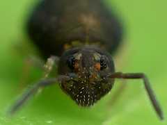Sminthurinus domesticus (Collembola) from the UK
2008.11.18 © Valentine., B
