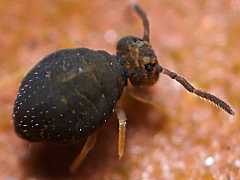 Sminthurinus domesticus (Collembola) from the UK
2008.12.05 © Valentine., B
