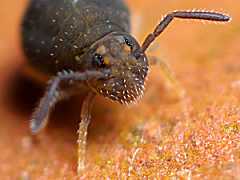 Sminthurinus domesticus (Collembola) from the UK
2008.12.05 © Valentine., B