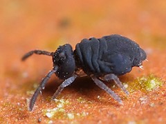 Sminthurinus niger (Collembola) from the UK, male
2008.04.08 © Valentine., B