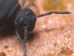 Sminthurinus niger (Collembola) from the UK
2008.11.28 © Valentine., B