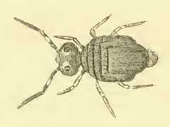 Smynthurus(sic) niger (Collembola) from the UK
After Lubbock J, 1873 Pl.6