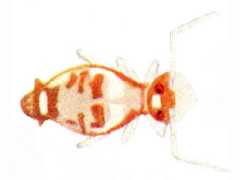 Katiannina macgillivrayi (Collembola) from the USA
After Maynard EA Plate XXII Fig.377a