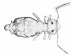 Katiannina macgillivrayi (Collembola) from the USA
After Maynard EA Plate XXIX Fig.552
