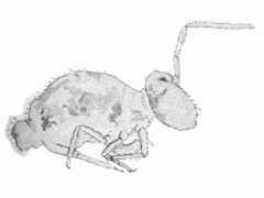 Katiannina macgillivrayi (Collembola) from the USA
After Maynard EA Plate XXIX Fig.553