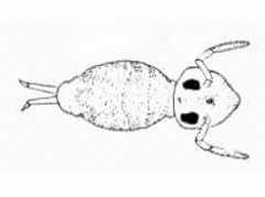 Sminthurinus megoculatus (Collembola) from the USA
After Maynard EA, 1951 Plate XXIX Fig.544