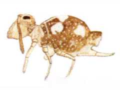 Sminthurinus quadrimaculatus (Collembola) from the USA
After Maynard EA, 1951 Plate XXIII Fig.393