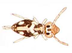 Sminthurinus quadrimaculatus (Collembola) from the USA
After Maynard EA, 1951 Plate XXIII Fig.394