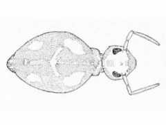 Sminthurinus quadrimaculatus (Collembola) from the USA
After Maynard EA, 1951 Plate XXVI Fig.489