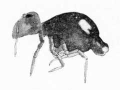 Sminthurinus quadrimaculatus f. bimaculatus (Collembola) from the USA
After Maynard EA, 1951 Plate XXVI Fig.490