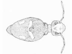 Sminthurinus quadrimaculatus f. bimaculatus (Collembola) from the USA
After Maynard EA, 1951 Plate XXVI Fig.491