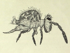 Katianna purpuravirida (Collembola) from New Zealand
After Salmon JT, 1941 Pl.71 Fig.502