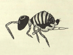 Parakatianna hexagona (Collembola) from New Zealand
After Salmon JT, 1941 Pl.71 Fig.510