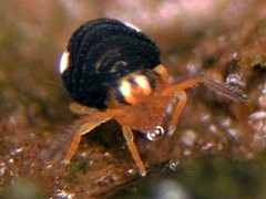 Sminthurinus quadrimaculatus (Collembola) from the USA
Form with only 2 spots
2008.06.03 © Schoenherr, J.