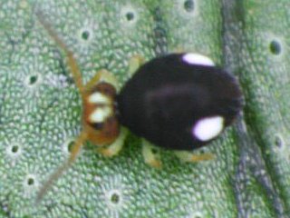 Sminthurinus quadrimaculatus (Collembola) from the USA
Form with only 2 spots
2003 © Schoenherr, J.