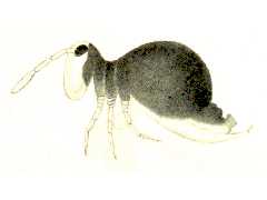 Sminthurus igniceps (Collembola) from Sweden
After Schött H, 1893 Taf.II Fig.17