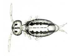 Sminthurus quadrilineatus (Collembola) from Sweden
After Schött H, 1893 Taf.I Fig.18
