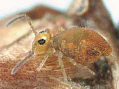 Unknown sp.1 (Collembola) from the UK
After Ardron PA, 2009 p.19