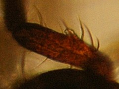 Katianna schotti (Collembola) from the UK
Peglike papilla on 3rd antennal segment
2008.05.06 © Ardron, P.A.