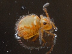 Katianna schotti (Collembola) from the UK
2008.05.06 © Ardron, P.A.