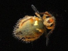 Katianna schotti (Collembola) from the UK
2008.05.06 © Ardron, P.A.