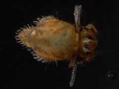 Katianna schotti (Collembola) from the UK
2008.05.06 © Ardron, P.A.