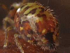 Katianna sp. f. flammea (Collembola) from the UK
2009.06.06 © Ardron, P.A.