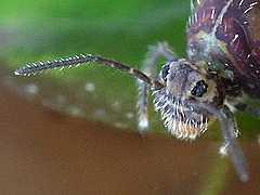 Katianna australis (Collembola) from the UK
2009.02.01 © Ardron, P.A.