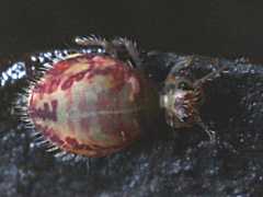 Katianna schotti (Collembola) from the UK
2008.12.19 © Ardron, P.A.