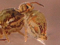 Katianna schotti (Collembola) from the UK
2008.05.06 © Ardron, P.A.