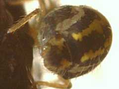 Katianna sp. (Collembola) from the UK
2009.06.06 © Ardron, P.A.