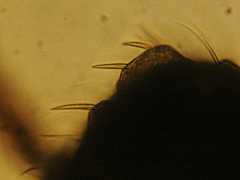 Katianna sp. (Collembola) from the UK
2008.08.16 © Ardron, P.A.
Spines on head
