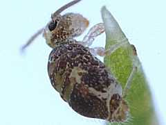 Genus nov. sp. nov. (Collembola) from the UK
2009.04.01 © Ardron, P.