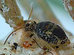Genus nov. sp. nov. (Collembola) from the UK
2009.04.01 © Ardron, P.