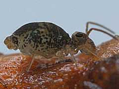 Genus nov. sp. nov. (Collembola) from the UK
2009.04.01 © Ardron, P.