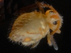 Katianna schotti (Collembola) from the UK
2008.04.30 © Ardron, P.A.