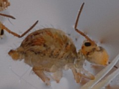 Katianna schotti (Collembola) from the UK
2008.04.30 © Ardron, P.A.