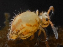 Katianna schotti (Collembola) from the UK
After Ardron PA, 2009 p.14