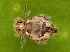 Katianna sp. f. flammea (Collembola) from the UK
2009.07.24 © Barton, T.
