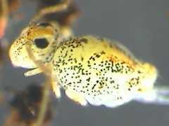 Genus nov. sp. nov. (Collembola) from the UK
2009.04.07 © Shaw, P.