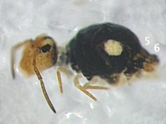 Sminthurinus trinotatus (Collembola) from the UK
2008.07.22 © Shaw, P.