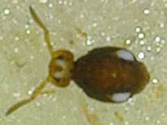 Sminthurinus trinotatus (Collembola) from the UK
2009.09.01 © Thomason, R.