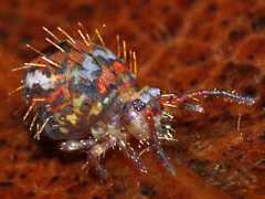 Vesicephalus occidentalis (Collembola) from the USA
2008.11.22 © Hall, K.